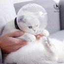 딩동 이미지