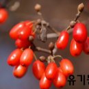 이명은 농장 이미지