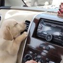 댕댕이꺼 이미지