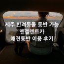 엔젤애견 | 제주도 애견동반 렌트카 업체 추천 엔젤렌트카 셔틀운행시간 내돈내산