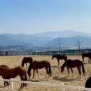 이순신승마센터 이미지