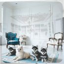 청도환경관리센터 | 청도에서 웰시코기 분양 예상치 못한 비용까지 꼼꼼히 살펴본 현실 후기