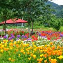 용수골꽃양귀비축제 이미지