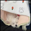 아이러브강아지 이미지