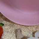 햄스터 분양 로던트 클럽 충남점 이미지