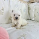 창원강아지분양 헬스독 애견입양 말티푸들포메라니안미니비숑 이미지