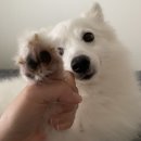 댕스토리 | 대전 신탄진 석봉동 애견미용샵 [댕스토리]