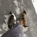 까칠이돼지 이미지