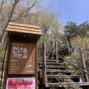 천년송가는길 이미지