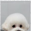 미용하는 강아지 살롱 이미지