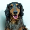 베르네집 이미지