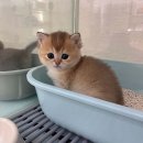 키튼히얼 고양이분양 김포본점 이미지