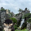 디디에퍼피 이미지