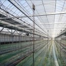 오포리농장 | 🍅영덕 토마토 농장 🍅 면역력 증가!!