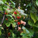 하천리-9 이미지