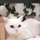 늘푸른 애견샵 이미지