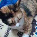 행운냥이 이미지