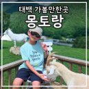 시골여행(효자점) | 태백 아이와 가볼만한곳 몽토랑산양카페&뷰카페 다녀온 후기