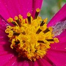 COSMOS/별,꽃 이미지