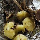 바우와우 하우스 | [067] 충주 - 캠프 팔봉