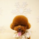 댕댕아띠 이미지