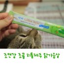 만옥 | 고양이 조앤강 조공간식 리틀제주 닭가슴살_믿먹간!