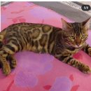 달래캐터리 이미지