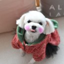 빛나펫살롱 네이버블로그