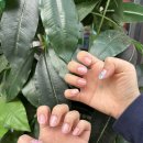 울산 매곡동 내돈내산 에이치스뷰티 네일 받은 후기