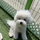 에떼르넬 슈슈 이미지