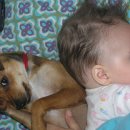 강아지랑고양이 이미지