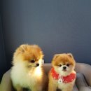 누리마루 Pet유치원 이미지