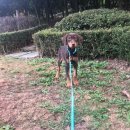 세이브독 이미지