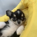 다온 입양센터 수원점 강아지분양 고양이분양 | 다온입양센터 수원점 강아지무료입양 강아지무료분양