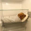 오떡 서구점 | 맛집 일상🍦