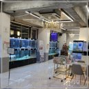 로얄펫 강아지분양 고양이분양 전주본점 이미지