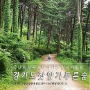 경기도 잣향기 푸른숲 이미지