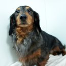 베르네집 이미지