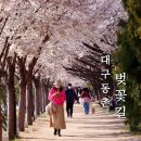동촌역 자전거 주차장 | 대구 동촌 벚꽃길 금호강 수변공원 주차장 개화시기