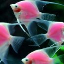 해물박사 이미지