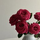 꽃 새벽배송 마켓컬리 장미 생화 내돈내산 솔직후기