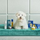 위드 마이 펫 이미지