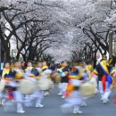 제주왕벚꽃축제’가 오늘(29일)부터 사흘 동안 이미지