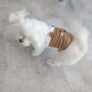 견생제과점 네이버블로그