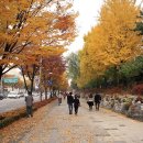 하마사 이미지