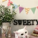 스위티독 이미지