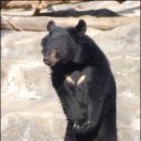 반달곰 이미지