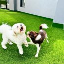 광주유치원 | 경기도 광주 신현동 애견유치원+미용 멍더캐슬 위치 및 후기