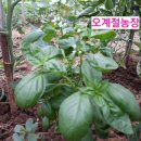 남영농원 이미지