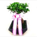 피제이덴탈 이미지